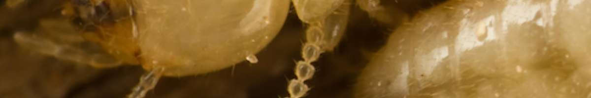 Pest Control Bonner Banner