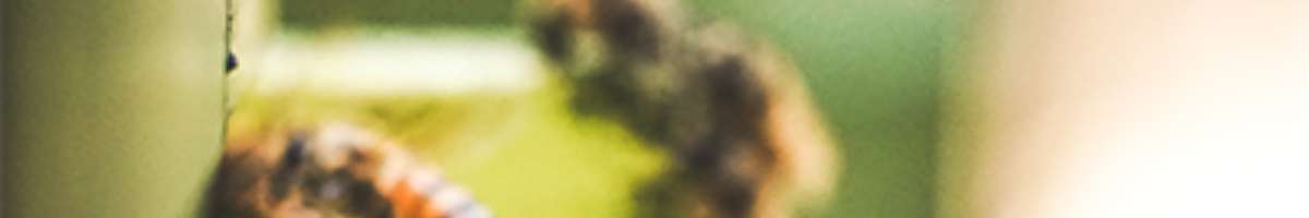 Pest Control Cronulla Banner