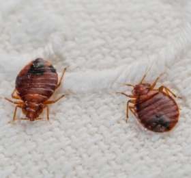 Pest Control Northcote