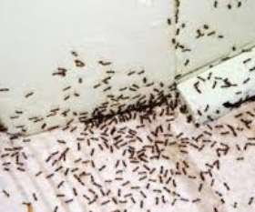 Pest Control Melbourne