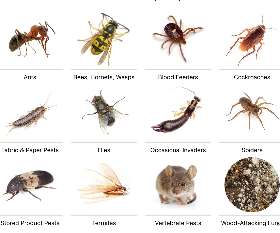 Pest Control Melbourne