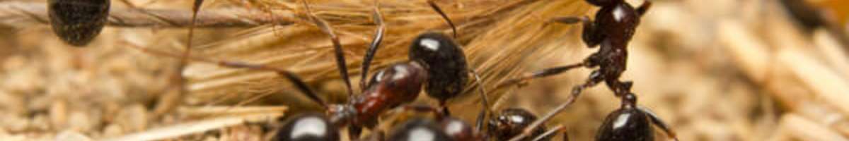 Pest Control Sunbury Banner