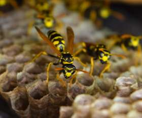 Pest Control Sunbury