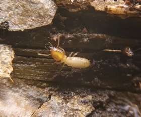 Pest Control Sunbury