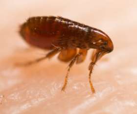 Pest Control Sunbury