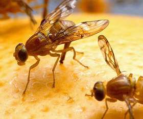 Pest Control Mermaid Beach