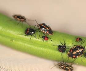 Pest Control Narre Warren