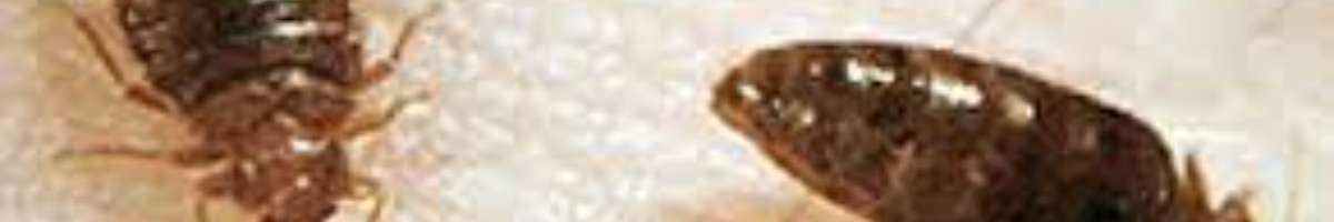 Pest Control Strathfield Banner