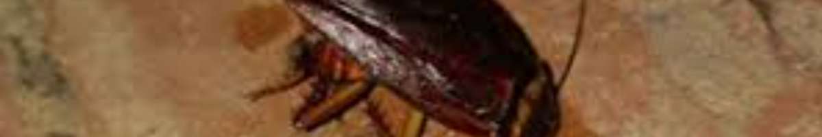 Pest Control Hawthorne Banner