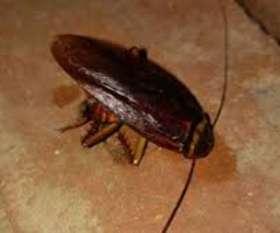 Pest Control Hawthorne