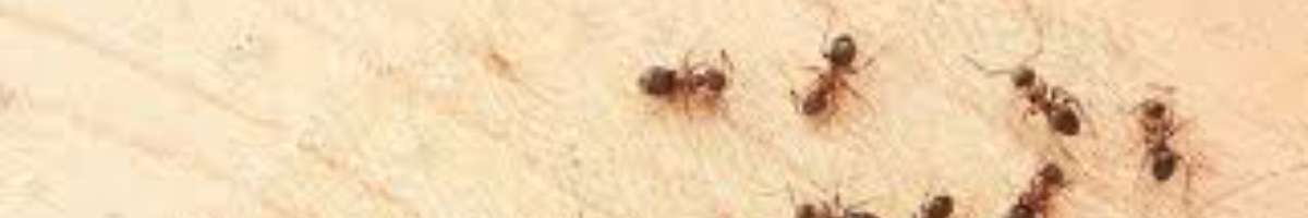 Pest Control Wavell Heights Banner