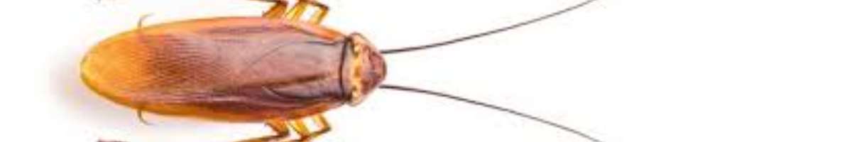 Pest Control West End Banner