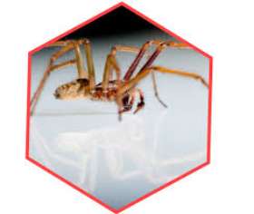 Pest Control Victoria Point