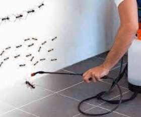 Pest Control Toowong