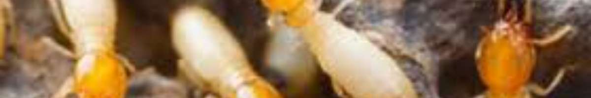 Pest Control The Gap Banner