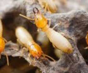 Pest Control The Gap