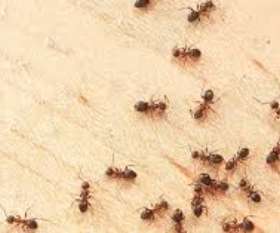 Pest Control The Gap