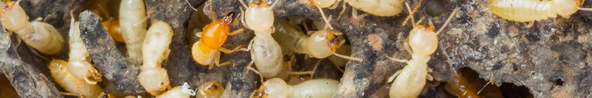 Pest Control Ringwood Banner