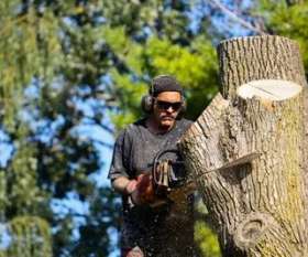 Blacktown Tree Services