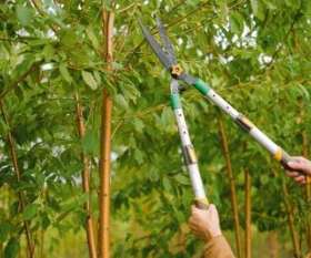 Blacktown Tree Services