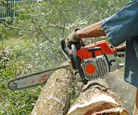 Blacktown Tree Services