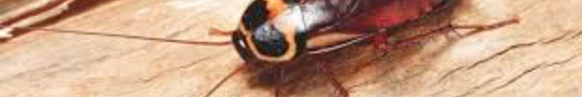 Pest Control Fortitude Valley Banner