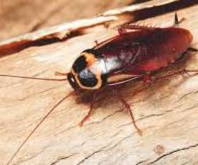 Pest Control Fortitude Valley