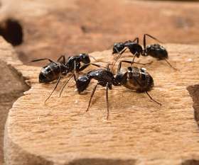 Pest Control Fortitude Valley