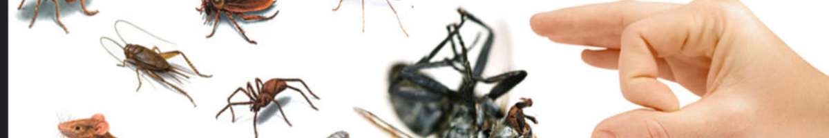 Pest Control Coomera Banner