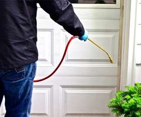 Pest Control Ashgrove