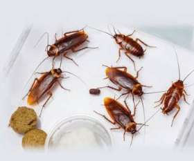 Pest Control Beenleigh
