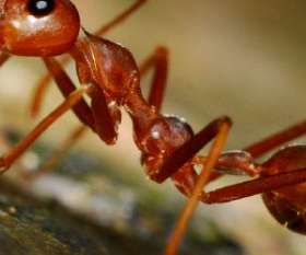 Pest Control Beenleigh