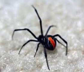 Pest Control Kedron