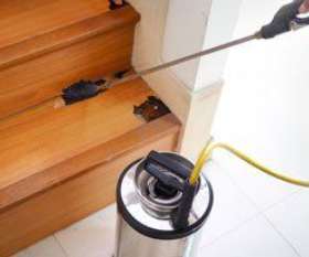 Pest Control Greenslopes