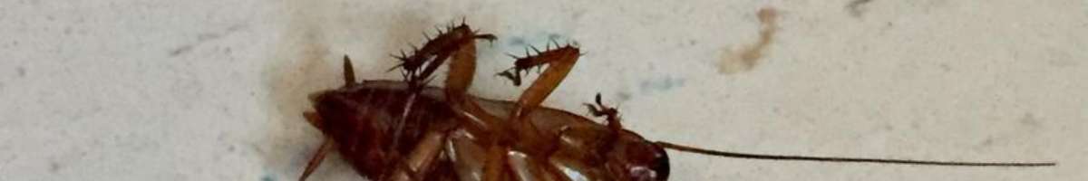 Local Pest Control Perth Banner