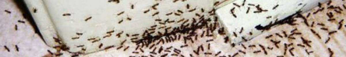 Pest Control Wahroonga Banner