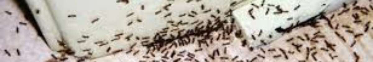 Professional Pest Control Brisbane Banner