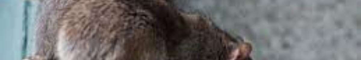 Pest Control Kogarah Banner