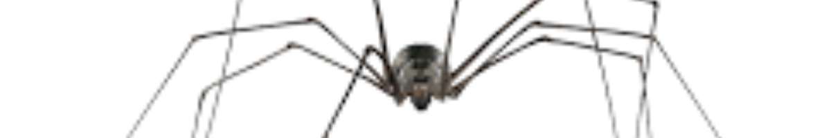 Local Pest Control Brisbane Banner