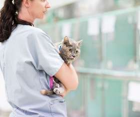 Brisbane Veterinary Emergency & Critical Care Service (BVECCS)