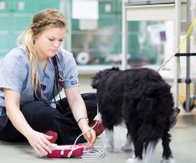 Brisbane Veterinary Emergency & Critical Care Service (BVECCS)
