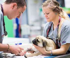Brisbane Veterinary Emergency & Critical Care Service (BVECCS)