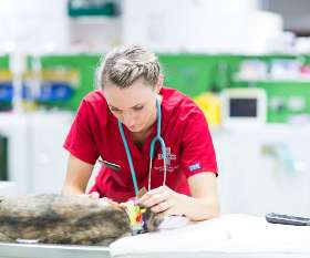 Brisbane Veterinary Emergency & Critical Care Service (BVECCS)