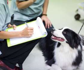 Brisbane Veterinary Emergency & Critical Care Service (BVECCS)
