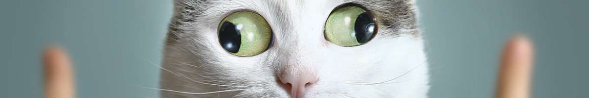 Kate Austin Family Lawyers Banner