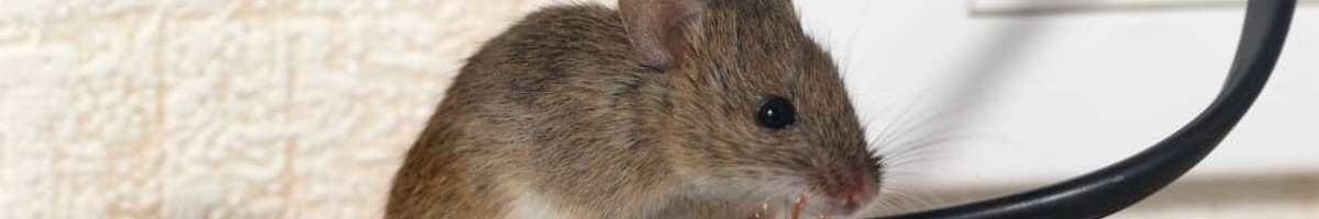 Pest Control Wollongong Banner