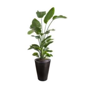 Designer Pots