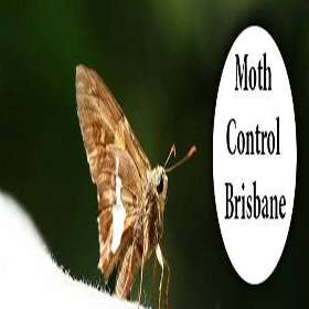 Moth Control Brisbane