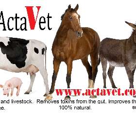 actavet.com