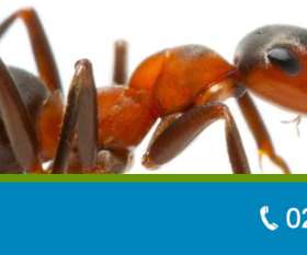 Pro Pest Control Sydney